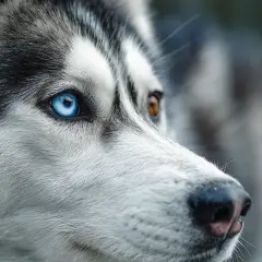 Gros plan sur le visage d'un husky, un œil bleu perçant et l'autre marron. Un aperçu de comment voit un chien, attentif au monde.