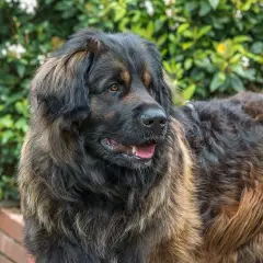 Un Leonberg, au caractère doux et protecteur, pose devant un feuillage luxuriant. Sa robe épaisse et sa posture imposante témoignent de sa noblesse.