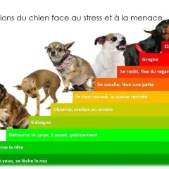 Un chiot qui grogne et montre les dents, signe de stress. L'image illustre les réactions canines face à la menace, du bâillement à la morsure.