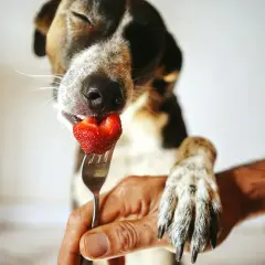Un chien gourmand savoure une fraise sur une fourchette, sa patte posée sur une main.