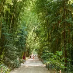 Promenade dans la bambouseraie d'Anduze, un homme et son chien profitent de l'ombre des bambous.