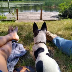 Un chien noir et blanc profite du camping avec ses humains près d'un lac. Idéal pour le camping chiens acceptés.