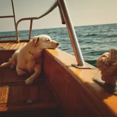 Un chien blanc se repose sur le pont en bois d'un bateau, profitant d'une croisière avec son maître.