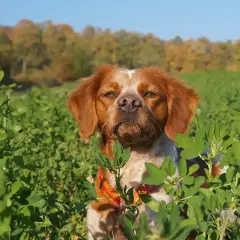 Un épagneul breton, parfait pour le dressage chien de chasse, observe attentivement dans un champ verdoyant.