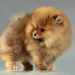 Un adorable spitz nain, tout en fourrure dorée, semble se retourner timidement. Un collier spitz nain lui irait à merveille.