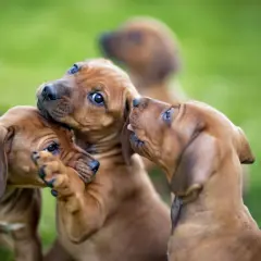 Trois chiots bruns jouent sur l'herbe. L'un d'eux mordille la patte d'un autre, tandis qu'un troisième lèche le museau du premier. Parfaits pour un chien d'appartement qui n'aboie pas.