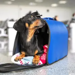 Un teckel noir et brun attend patiemment dans sa cage de transport bleue, prêt pour un voyage avec son chien en Europe.