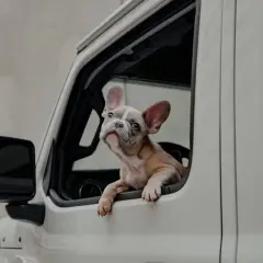 Un adorable bouledogue français regarde par la fenêtre d'une voiture, prêt pour une aventure sur l'autoroute.
