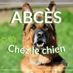 Portrait d'un berger allemand avec le texte "ABCÈS Chez le chien".