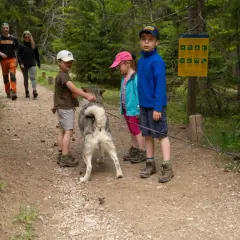 En balade près du lac Lauvitel, un chien husky interagit avec des enfants sur un sentier forestier.