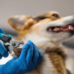 Gros plan sur une main gantée bleue effectuant une coupe griffe chien. Le corgi regarde ailleurs, détendu.