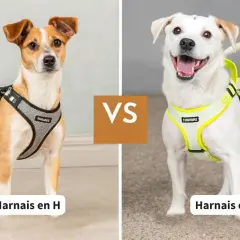 Chien brun et blanc avec harnais en H, comparé à un chien blanc souriant avec un harnais en Y.