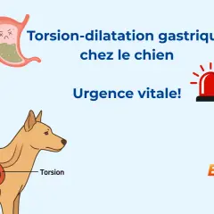 Torsion-dilatation gastrique chez le chien : urgence vitale ! Le temps est compté. Illustration d'un estomac et d'un chien montrant la torsion.
