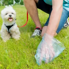 Un homme utilise une pelle à caca pour ramasser les déjections de son petit chien blanc sur l'herbe.