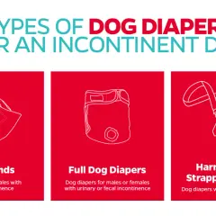 Illustrations de trois types de culottes pour chiens : bande ventrale, culotte complète et culotte à bretelles.