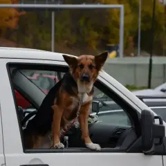 Un chien à poil court, marron et noir, est assis dans la portière ouverte d'une voiture blanche. Il porte un collier vert et une chaîne argentée. Le **filet voiture chien** est visible derrière lui.