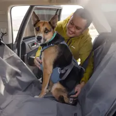 Un homme ajuste le harnais voiture chien de son compagnon, prêt pour une aventure.