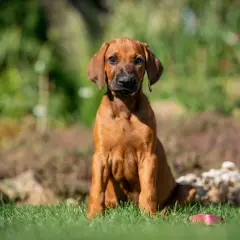 Jeune Rhodesian Ridgeback, au poil fauve, assis dans l'herbe. Son regard attentif suggère un caractère curieux et loyal, typique de sa race.