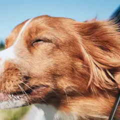 Un chien roux aux yeux fermés savoure le vent sur son museau, profitant de ses vacances pour célibataire avec chien.