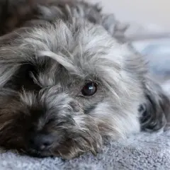 Un adorable chien hypoallergénique au poil gris et ébouriffé repose sur une couverture douce, son œil brun brillant fixant l'objectif.