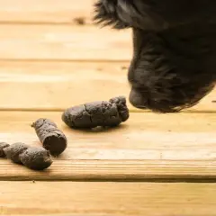 Un chien noir renifle des excréments sur une terrasse en bois. Le caca blanc du chien est une préoccupation pour les propriétaires.