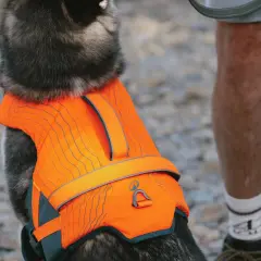 Un chien porte un gilet sauvetage orange vif, prêt pour l'aventure aquatique.