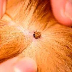 Gros plan d'une tique sur la peau d'un chien. La tique est attachée et se nourrit. Les symptômes d'une tique chez le chien peuvent inclure une irritation, une rougeur et une léthargie.