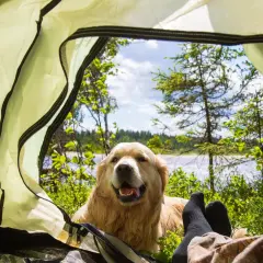 Vue depuis une tente : un chien golden retriever heureux, des pieds en chaussettes noires, et un paysage de forêt et d'eau. Parfait pour un camping avec chien au bord de mer.