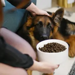 Berger allemand chiot devant sa gamelle. La question "croquette chiot jusqu'à quel âge" est au cœur de cette scène.