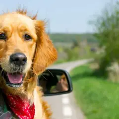Un golden retriever heureux, avec un bandana rouge, profite du vent dans ses poils. Il est prêt pour son premier voyage en voiture, à quel âge un chiot peut voyager en voiture ?