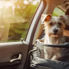 Petit chien dans un sac de transport en voiture, l'air un peu malade, regardant par la fenêtre.