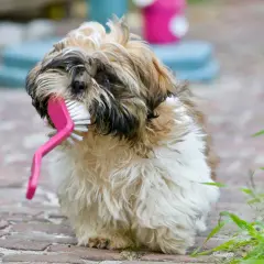 Un adorable Shih Tzu mâchouille une brosse rose, peut-être en attendant son toilettage.