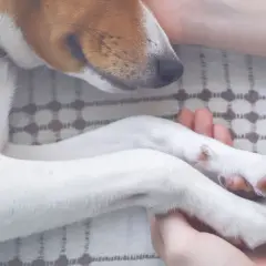 Douce étreinte des pattes d'un chien sénile, ultime réconfort avant l'euthanasie.