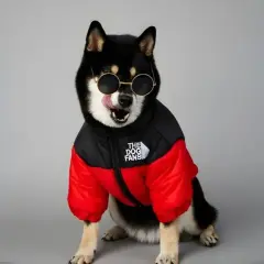 Un Shiba Inu noir et feu porte des lunettes de soleil rondes et un manteau pour gros chien rouge et noir.