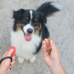 Un chien attend patiemment sa récompense. Une main tient un clicker chien rouge, l'autre des friandises.