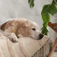 Un golden retriever se repose, emmitouflé dans une couverture. On entend le ventre de mon chien gargouiller, signe qu'il a bien mangé.