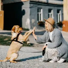 Une femme et son chien se donnent une "high five" en pleine rue. Une scène joyeuse qui illustre la garde de chien entre particulier.