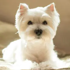 Un adorable westie chien, tout blanc et tout doux, pose paisiblement, baigné par la lumière du soleil.