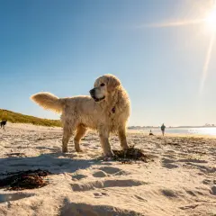 Un golden retriever profite d'une plage autorisée aux chiens dans le Finistère Sud, sous un soleil éclatant.