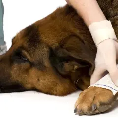 Un vétérinaire applique un bandage pour la protection d'une patte de chien blessé.