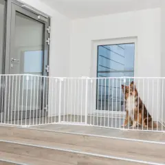 Un chien brun et blanc est assis derrière une barrière de porte pour chien blanche, installée sur des marches en bois.
