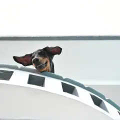 Un chien joyeux, oreilles au vent, semble prendre le ferry avec son chien. L'aventure commence !