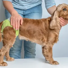 Un cocker spaniel porte une culotte pour chien, peut-être pour gérer ses règles.