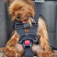 Un petit chien, un Yorkshire, dort paisiblement dans son siège auto, bien attaché. Ce cocculine chien est prêt pour le voyage.