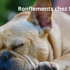 Un bouledogue français dort paisiblement, son museau froissé suggérant un chien qui ronfle.