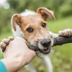 Un chien hyperactif, un terrier aux poils broussailleux, tire sur un bâton avec une main humaine. Ses yeux pétillent de joie.