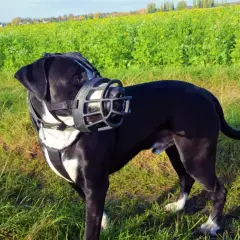 Grand chien noir et blanc porte une muselière pour chien, afin d'empêcher d'aboyer, dans un champ verdoyant.