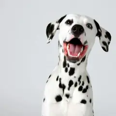 Un dalmatien au caractère joyeux, avec la gueule ouverte et un regard espiègle. Ses taches noires ressortent sur son pelage blanc.