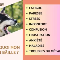 Gros plan sur un chien qui baille, le texte "Pourquoi mon chien bâille ?" est visible. La liste des raisons inclut fatigue, stress et inconfort.