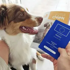 Un chien prêt pour un voyage au bord du lac Léman, son passeport en main.